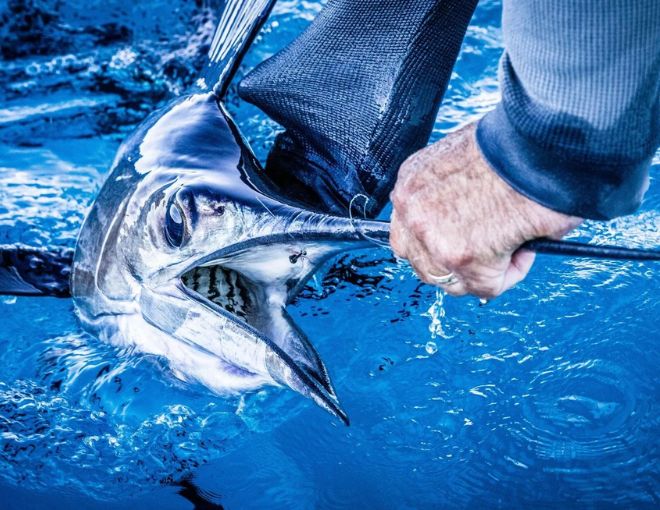 A person is holding a fish by the mouth next to a water surface, with the fish's large mouth open and fins visible.