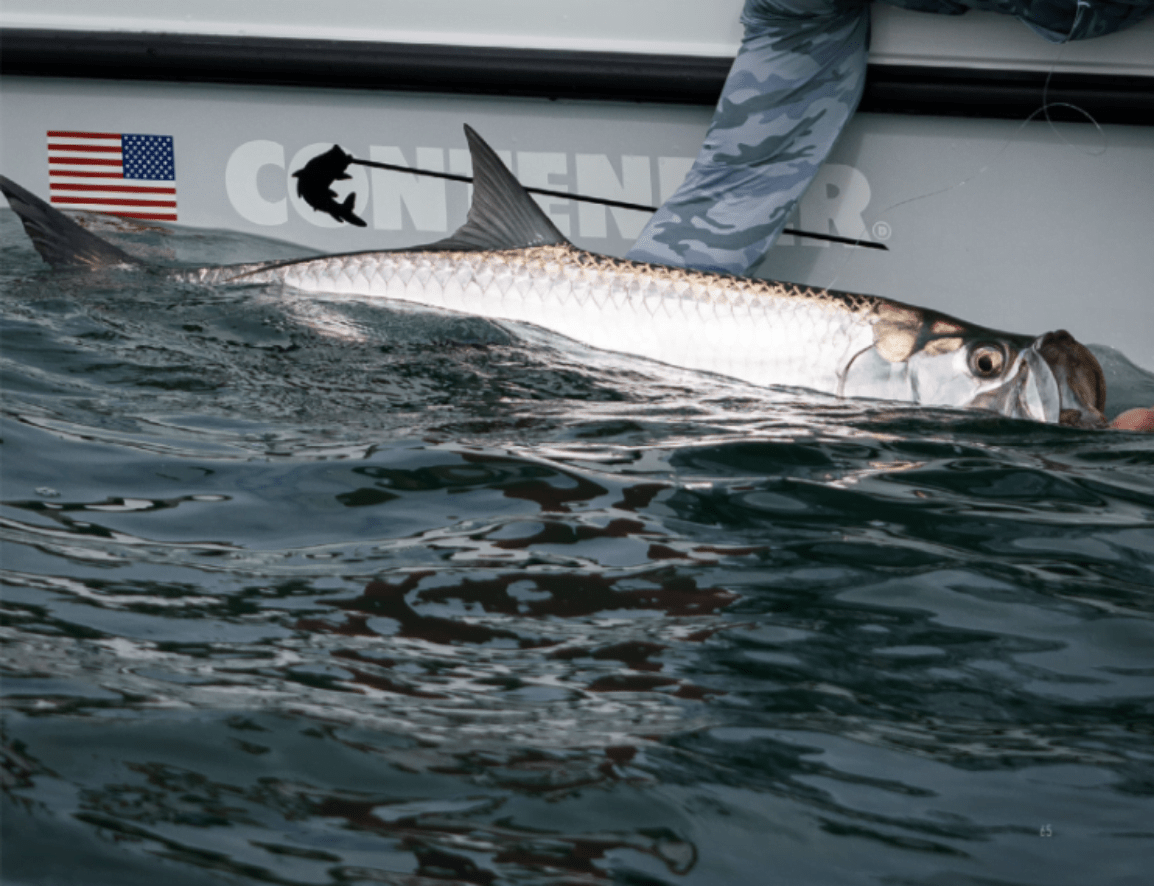 A person in camo pants holds onto a large fish next to a boat with an American flag and the word "Contender" visible. The fish's head is partially submerged in the water.